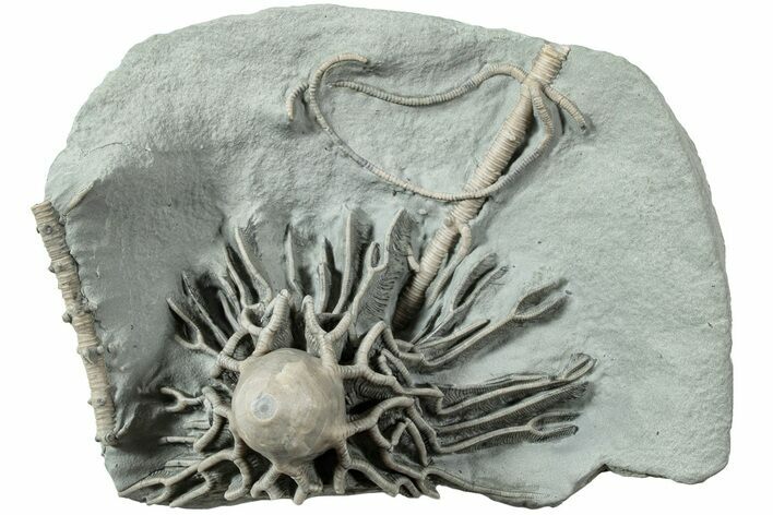 Fossil Crinoid (Arthroacantha) - Arkona, Canada #231927